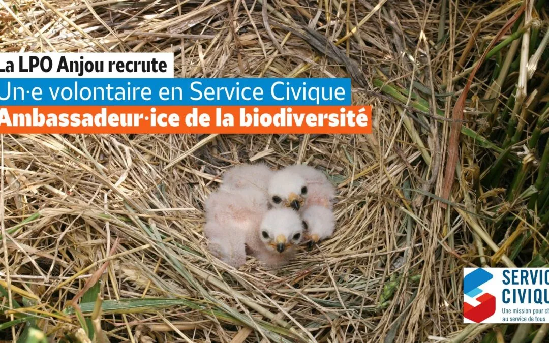 [POURVU] La LPO Anjou recrute un·e volontaire en SCV : Ambassadeur·ice pour la connaissance et la protection de la biodiversité du Saumurois