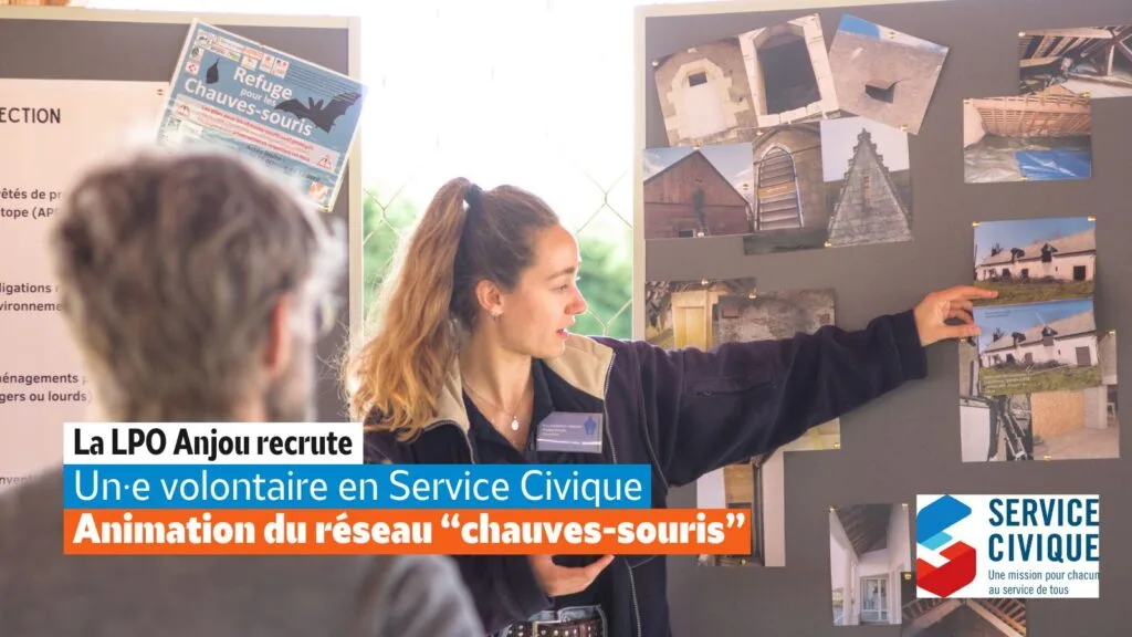 animation sur les chauves-souris