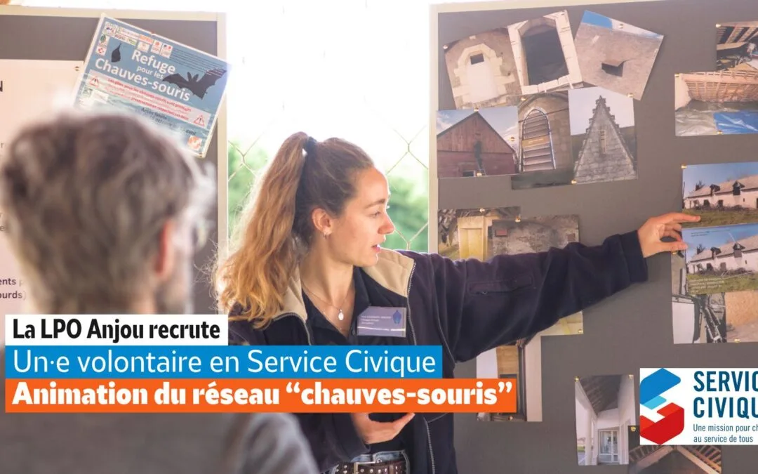 [POURVU] La LPO Anjou recrute un·e volontaire en SCV : Animation et dynamisation du réseau « chauves-souris » en Maine-et-Loire