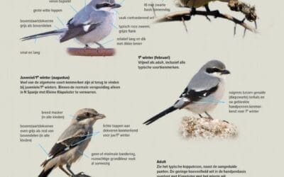 Un ouvrage pour l’identification des oiseaux