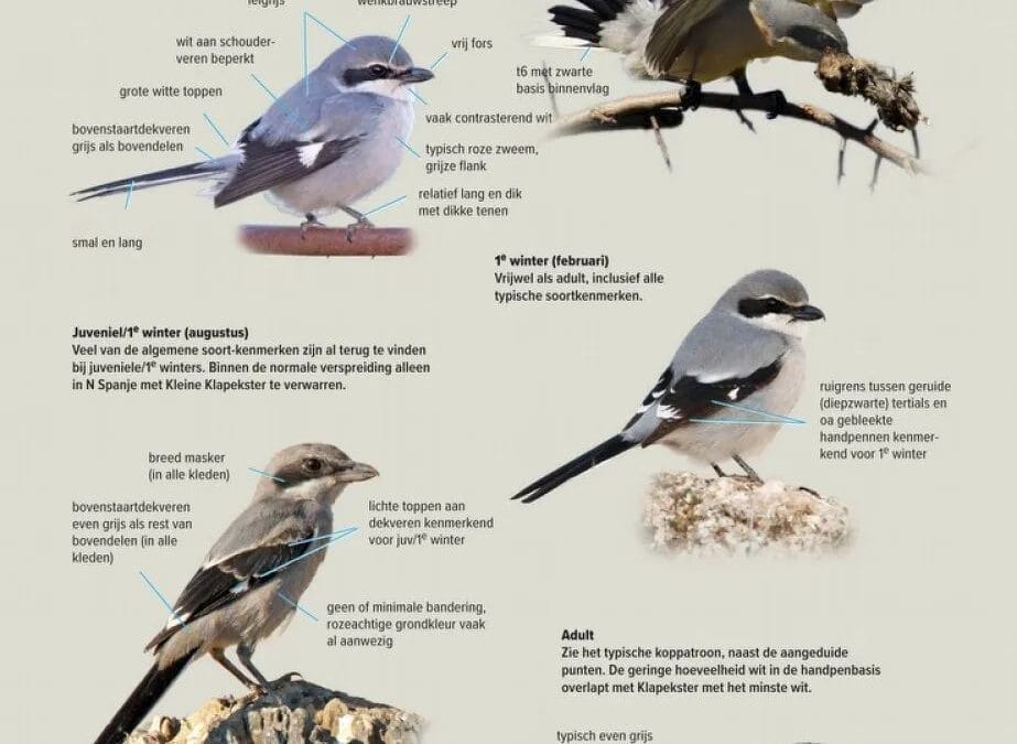 Un ouvrage pour l’identification des oiseaux