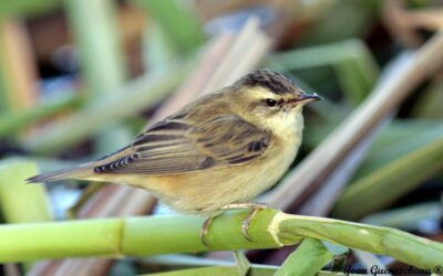 La LPO Anjou recrute un·e volontaire en SCV : Ambassadeur·ice de la biodiversité dans les Basses Vallées Angevines