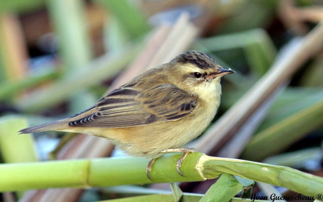 La LPO Anjou recrute un·e volontaire en SCV : Ambassadeur·ice de la biodiversité dans les Basses Vallées Angevines