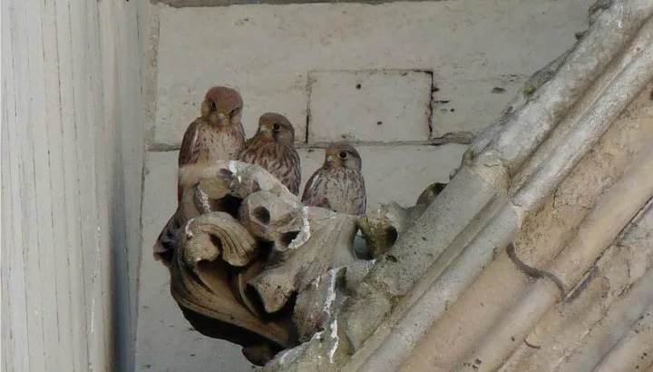 Notre-Dame de Paris, monument de biodiversité