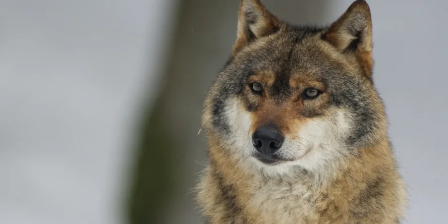 Déclassement du loup : un choix démagogique qui n’apporte aucune solution