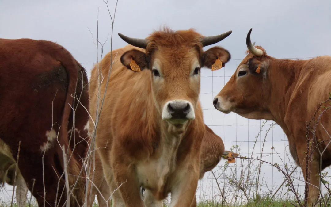 Des vaches sur la réserve !