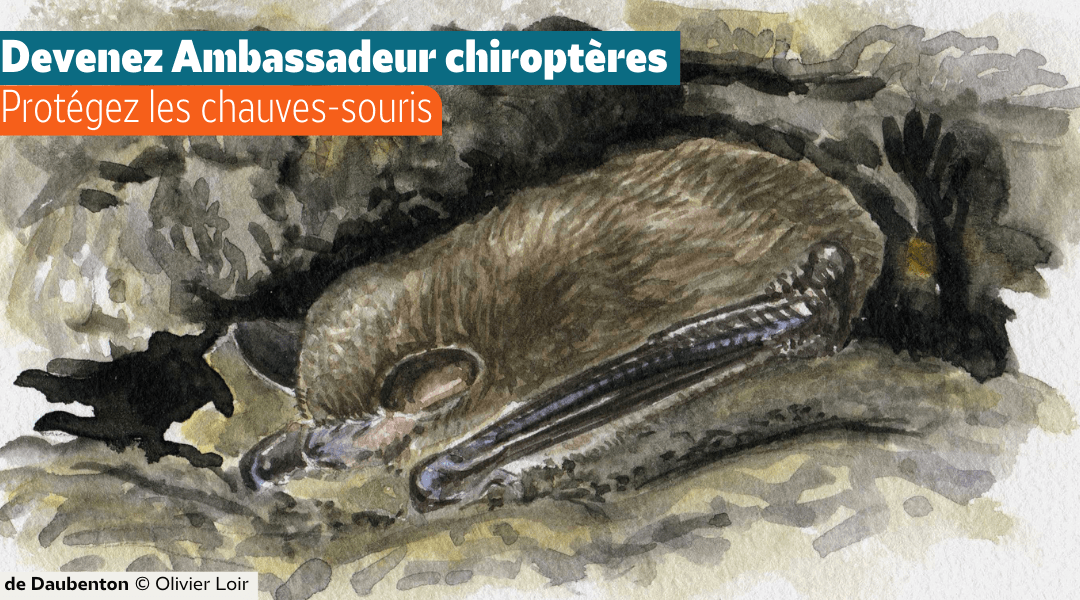 Devenez ambassadeur Chiroptères !
