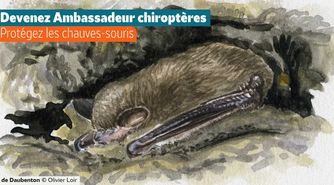 Devenez ambassadeur Chiroptères !