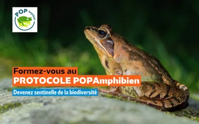 Formez-vous au protocole POPAmphibien