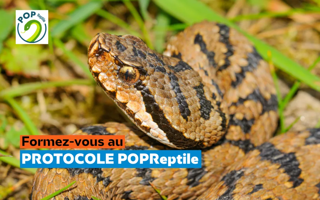 Formation au protocole de suivi POPReptile