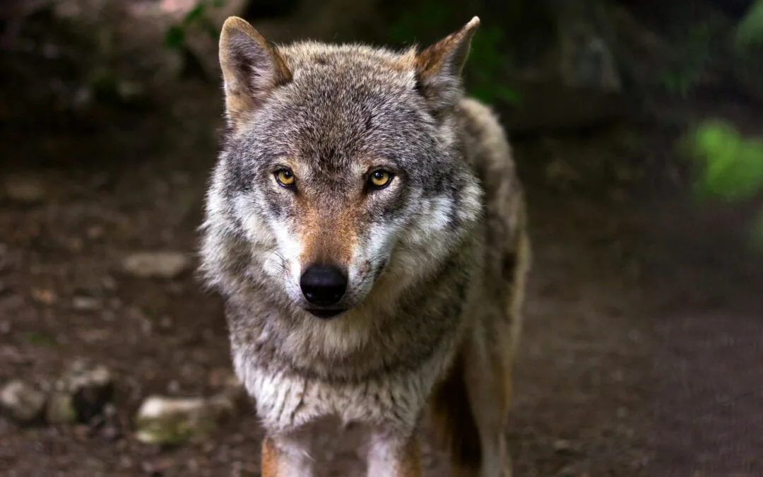 Loup en Maine-et-Loire : ce qu’il faut savoir