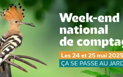Week-end national de comptage des oiseaux des jardins