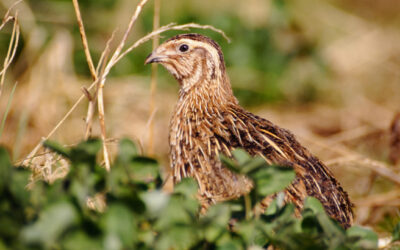 La France doit cesser de chasser les oiseaux en déclin