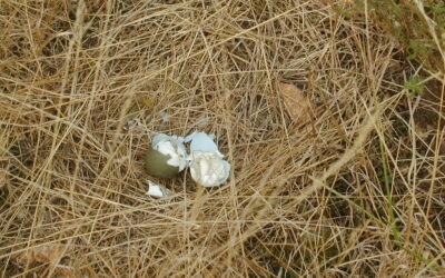 Une coquille dans un champ de foin…