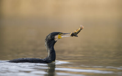 Non à la destruction des cormorans !