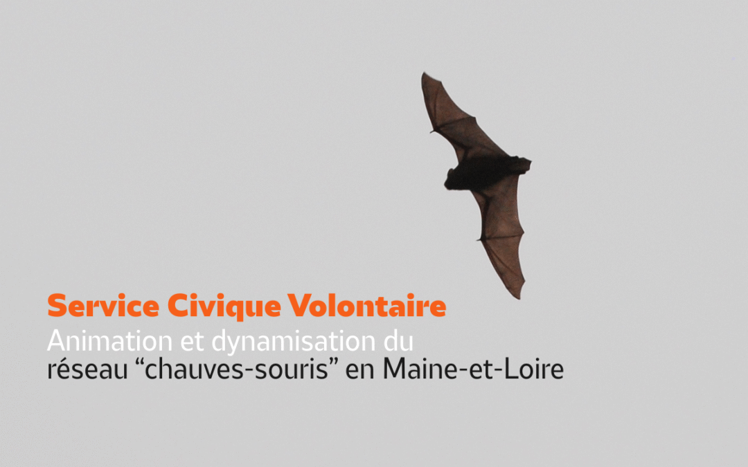 La LPO Anjou recherche un SCV : Animation et dynamisation du réseau « chauves-souris » en Maine-et-Loire
