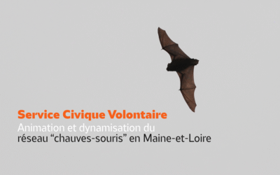 La LPO Anjou recherche un SCV : Animation et dynamisation du réseau « chauves-souris » en Maine-et-Loire