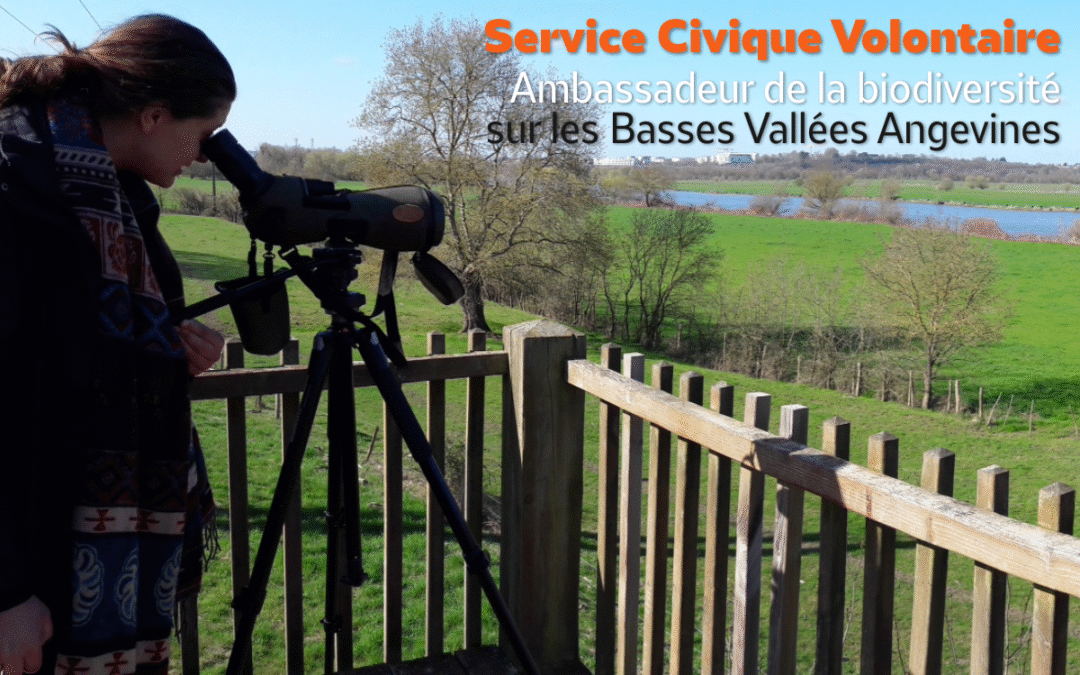 [POURVU] La LPO Anjou recherche un SCV : ambassadeur de la biodiversité dans les Basses Vallées Angevines