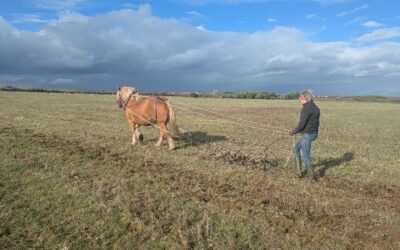 Sur la Champagne de Méron, on remet à l’honneur la traction animale