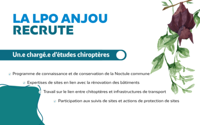 La LPO Anjou recrute : un.e chargé.e d&rsquo;études chiroptères