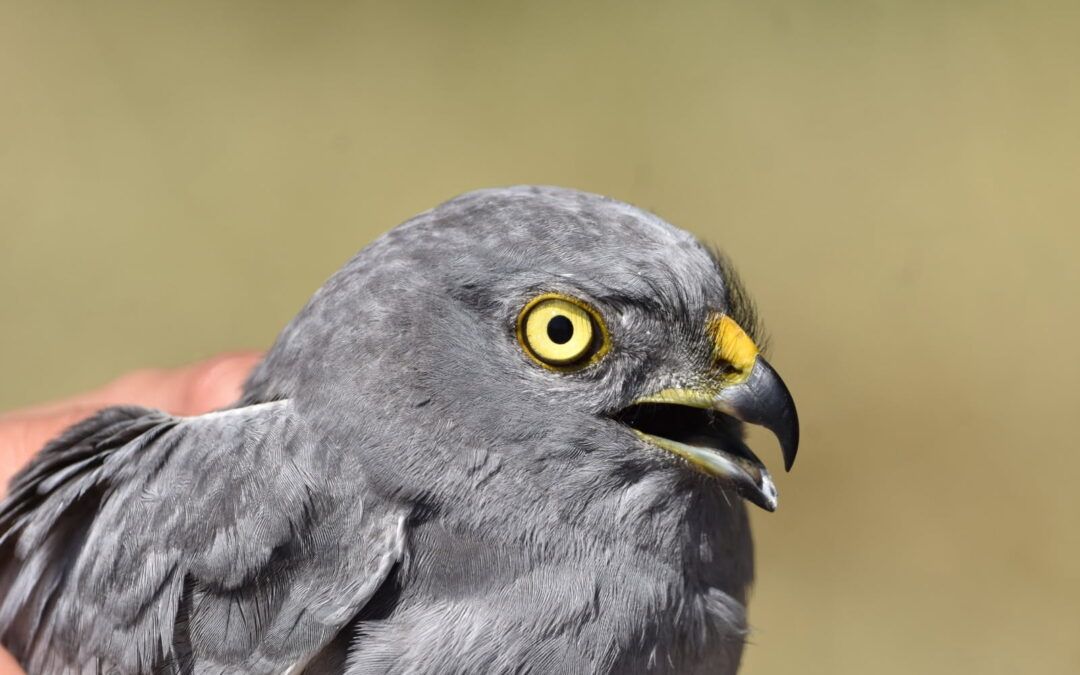 Des nouvelles des oiseaux de plaine