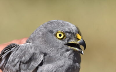 Des nouvelles des oiseaux de plaine